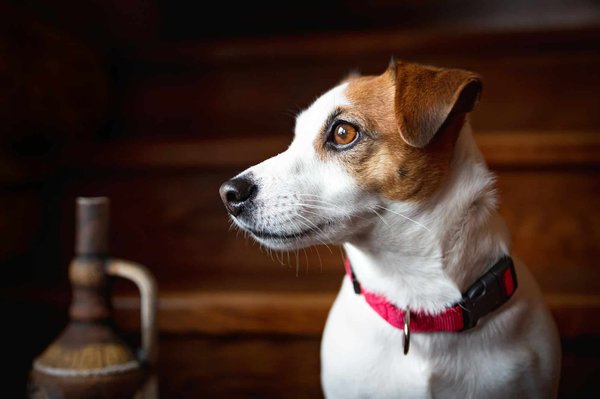 Médaille goodflair: la clef pour retrouver son animal